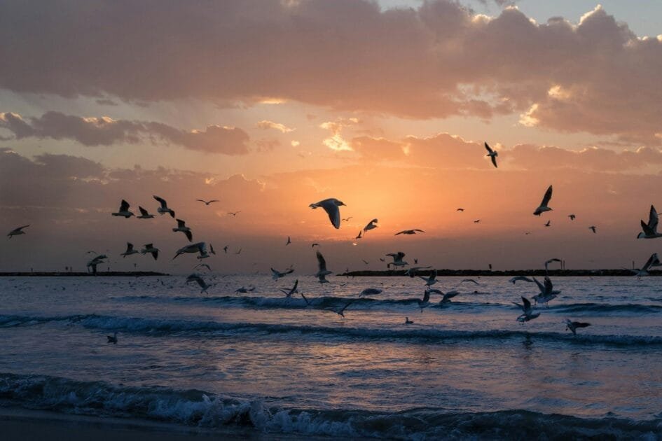 flock of white birds photo during sunset